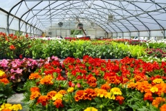 Blooming multi-colored flowers at the greenhouse.